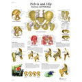 Hip & Pelvis Laminated Anatomical Chart G484