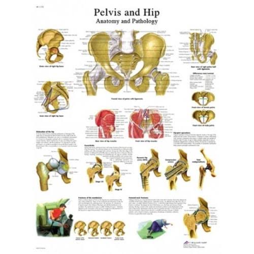 Hip & Pelvis Laminated Anatomical Chart G484
