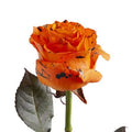 Painted Confetti Roses 50 cm 100 Stems T8360