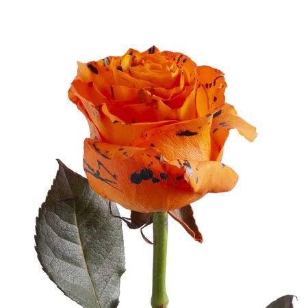 Painted Confetti Roses 50 cm 100 Stems T8360