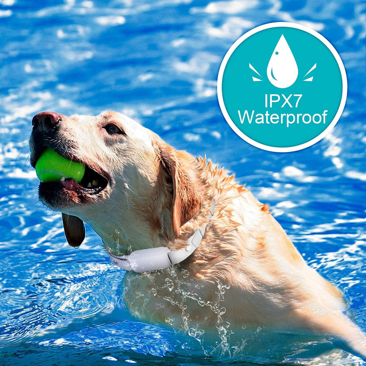 Waterproof Rechargeable Electric Training Collar with Remote, Pack of 2 J158