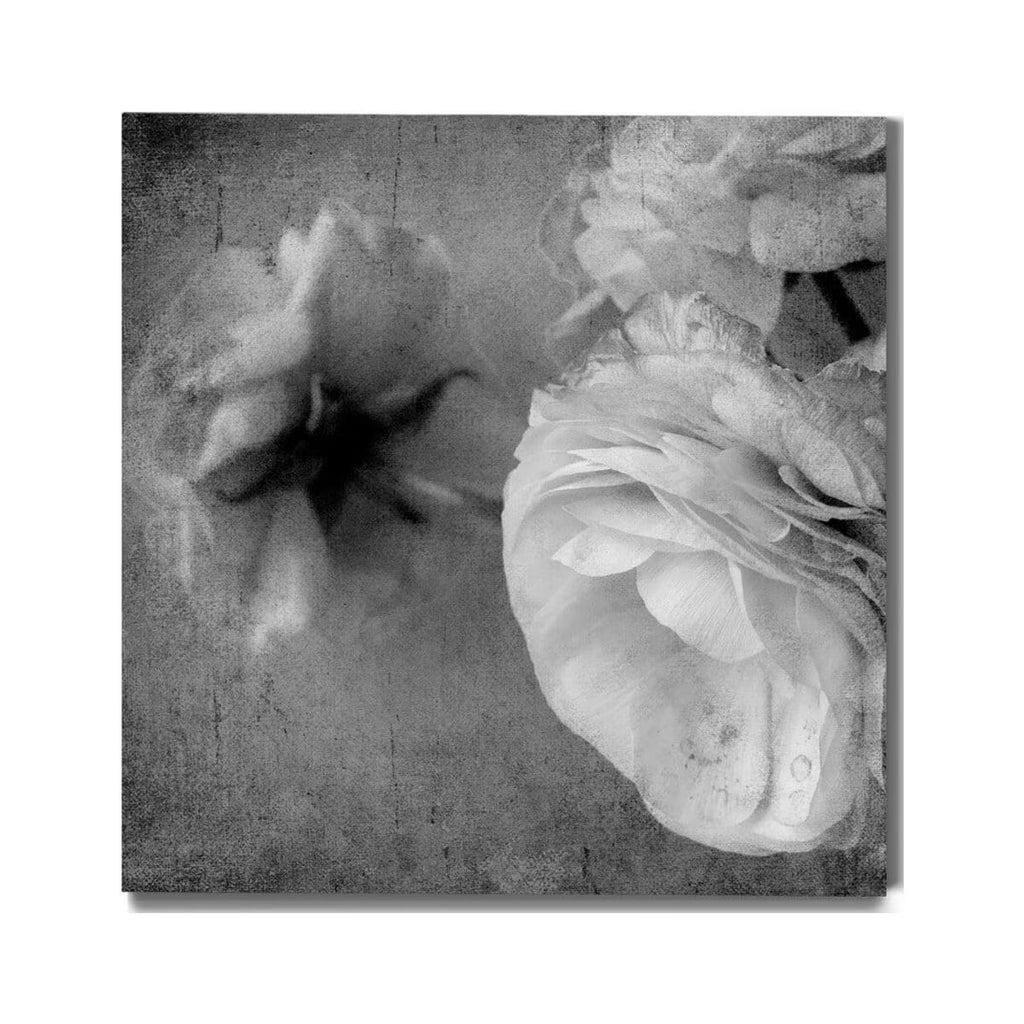 Dark Ranunculus III Gallery Wrapped Canvas 10x10 X358708